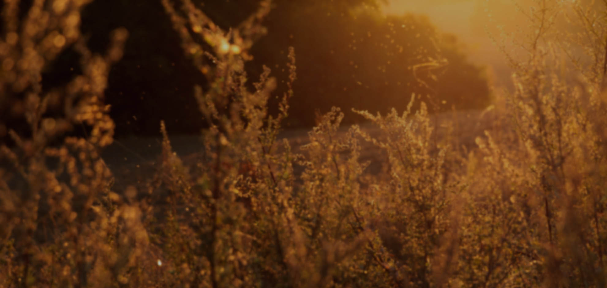 攻击网站的方法